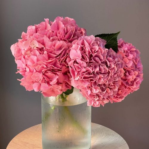 Гортензия розовая